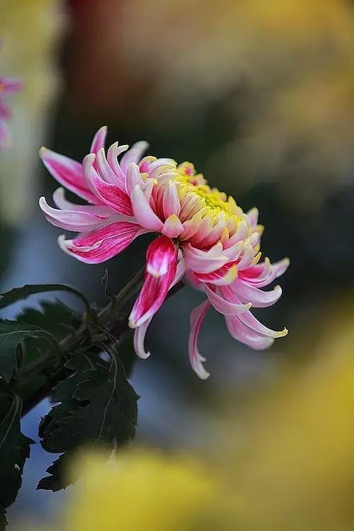 立冬時節(jié)菊繽紛，唯美菊花攝影！