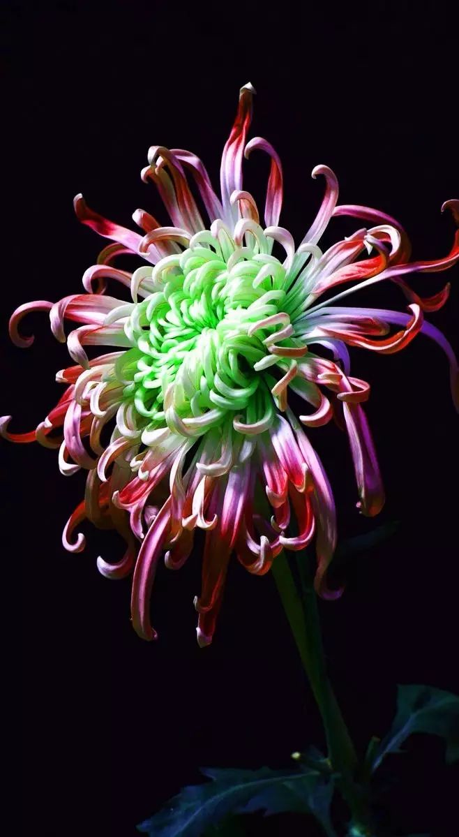 立冬時節(jié)菊繽紛，唯美菊花攝影！