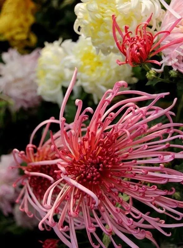 立冬時節(jié)菊繽紛，唯美菊花攝影！