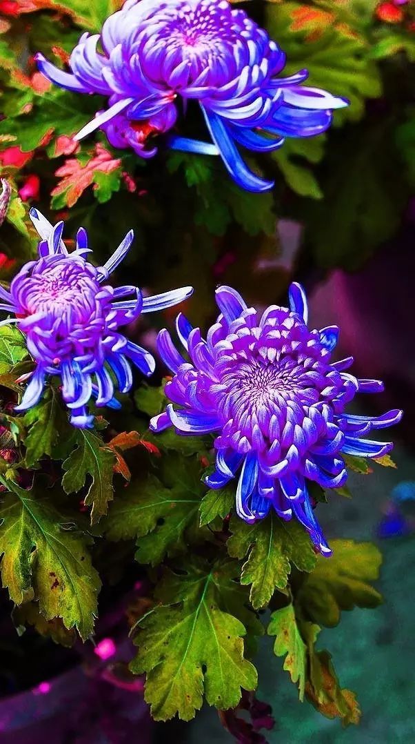 立冬時節(jié)菊繽紛，唯美菊花攝影！