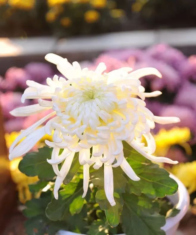 立冬時節(jié)菊繽紛，唯美菊花攝影！