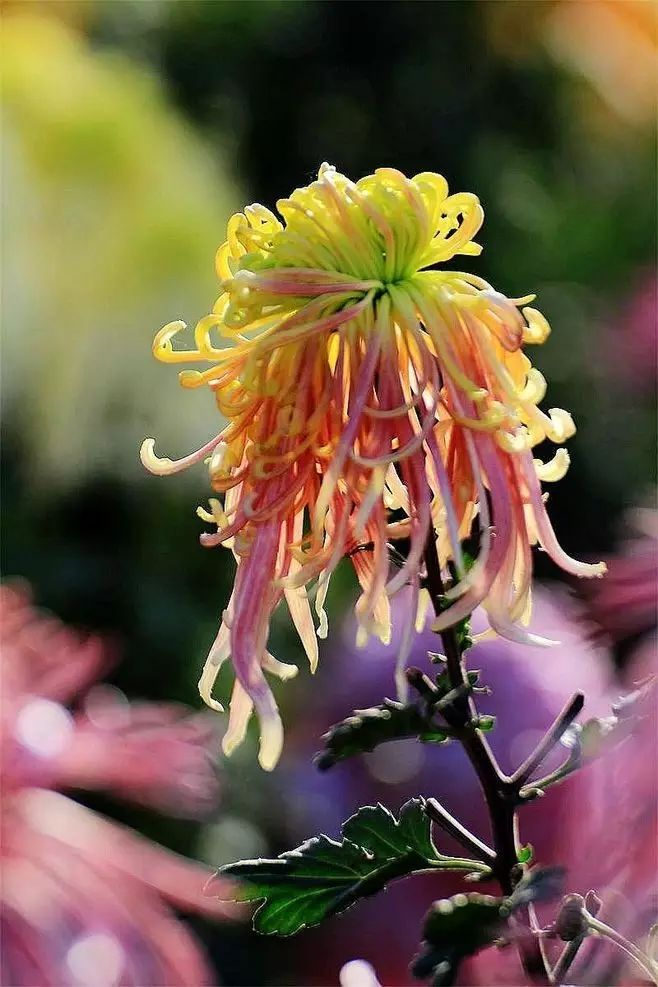 立冬時節(jié)菊繽紛，唯美菊花攝影！