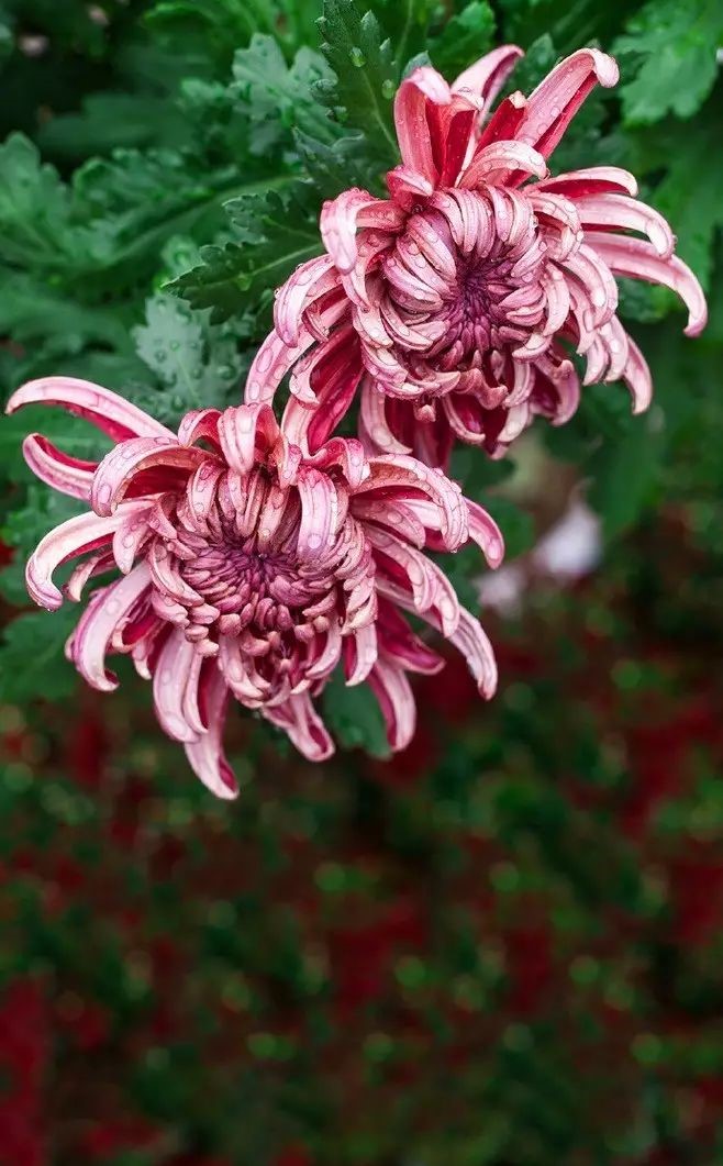 立冬時節(jié)菊繽紛，唯美菊花攝影！