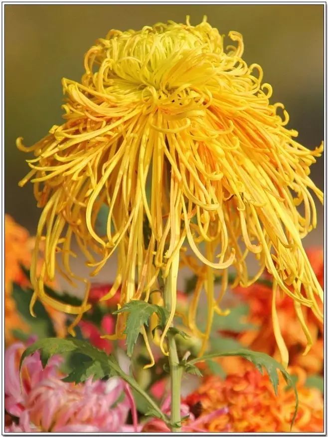 立冬時節(jié)菊繽紛，唯美菊花攝影！