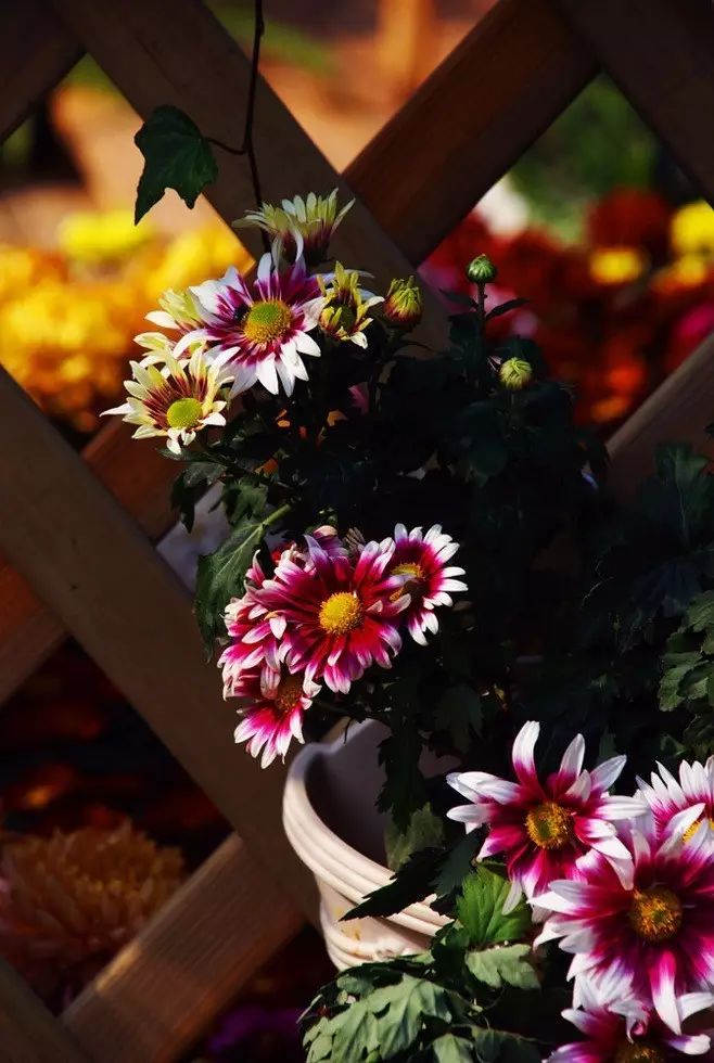 立冬時節(jié)菊繽紛，唯美菊花攝影！