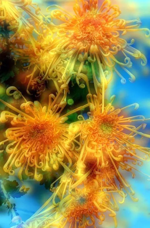 立冬時(shí)節(jié)菊繽紛，唯美菊花攝影！