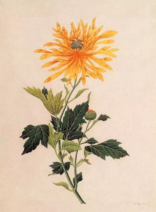 立冬時(shí)節(jié)菊繽紛，唯美菊花攝影！