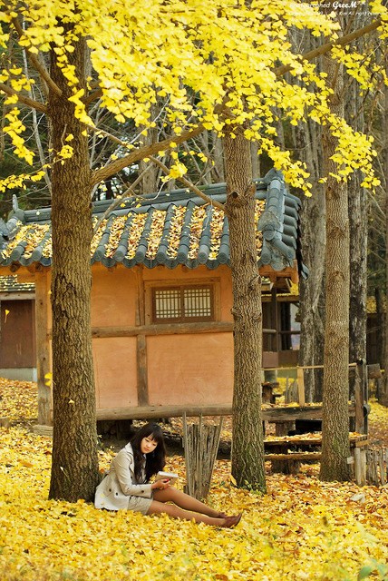 晚秋一抹耀眼金黃，唯美秋天風(fēng)景圖片！