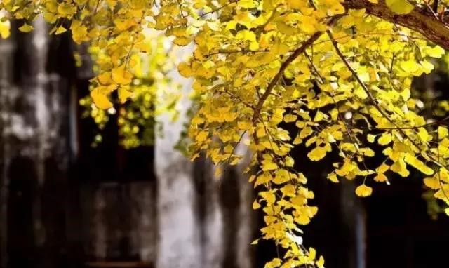 晚秋一抹耀眼金黃，唯美秋天風(fēng)景圖片！