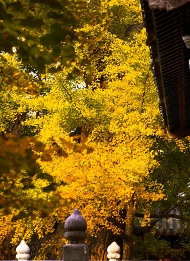 晚秋一抹耀眼金黃，唯美秋天風(fēng)景圖片！