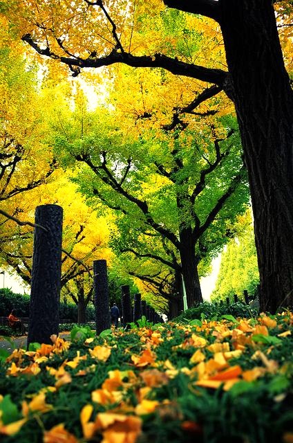 晚秋一抹耀眼金黃，唯美秋天風(fēng)景圖片！