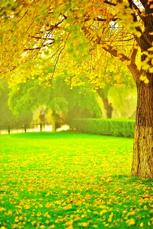 晚秋一抹耀眼金黃，唯美秋天風(fēng)景圖片！