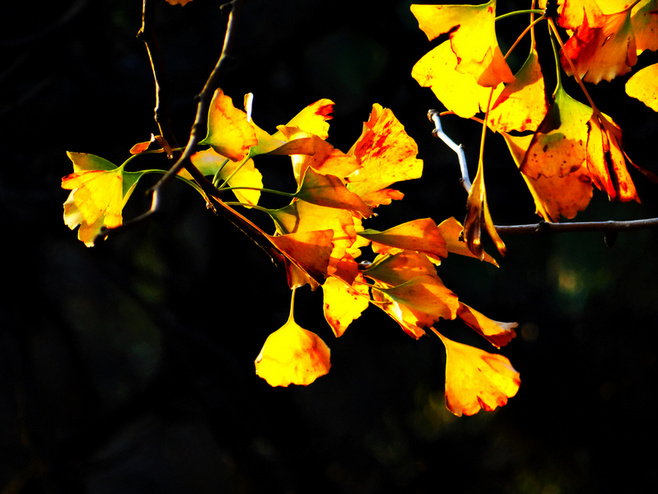 晚秋一抹耀眼金黃，唯美秋天風(fēng)景圖片！