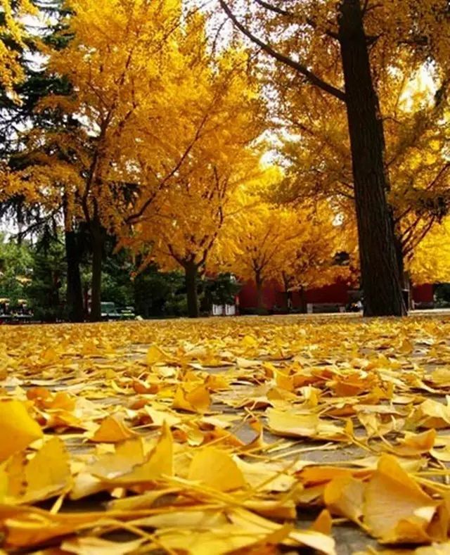 晚秋一抹耀眼金黃，唯美秋天風(fēng)景圖片！