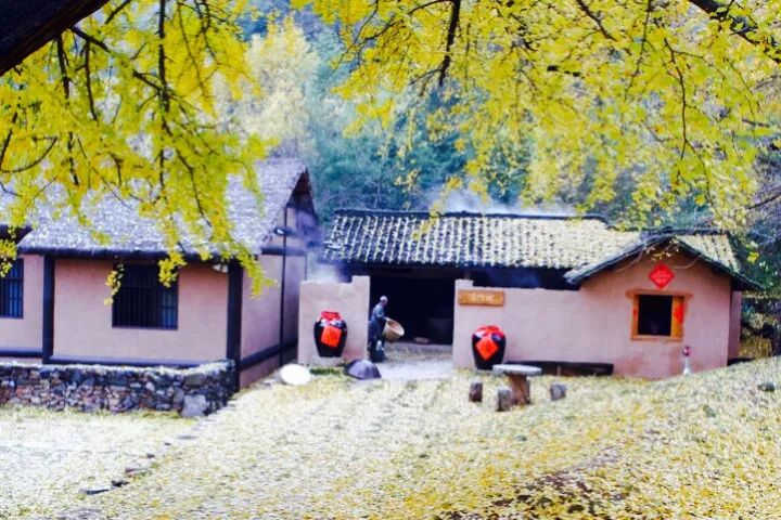 晚秋一抹耀眼金黃，唯美秋天風(fēng)景圖片！