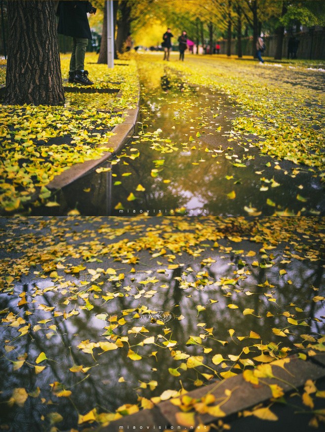 晚秋一抹耀眼金黃，唯美秋天風(fēng)景圖片！