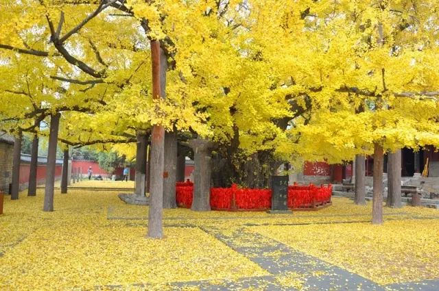 晚秋一抹耀眼金黃，唯美秋天風(fēng)景圖片！