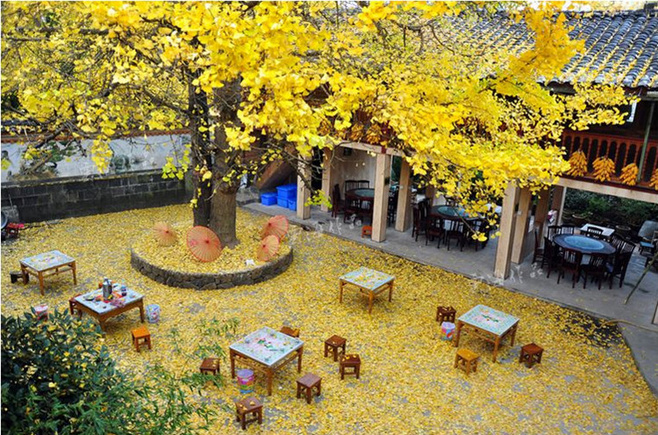 晚秋一抹耀眼金黃，唯美秋天風(fēng)景圖片！