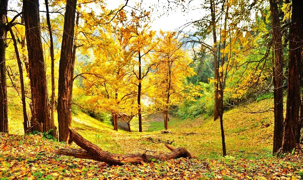 晚秋一抹耀眼金黃，唯美秋天風(fēng)景圖片！