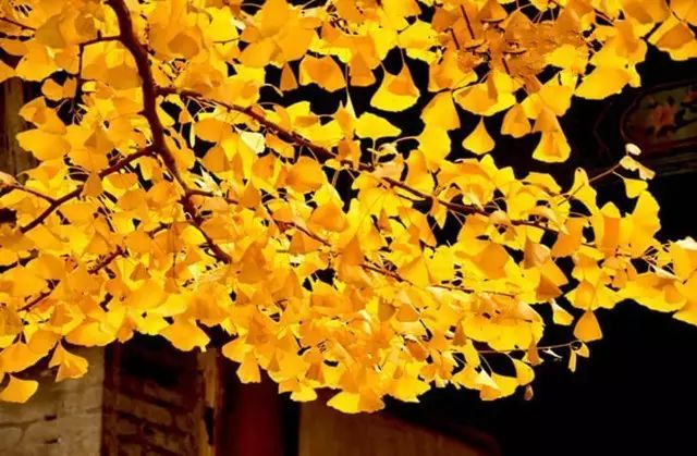 晚秋一抹耀眼金黃，唯美秋天風(fēng)景圖片！