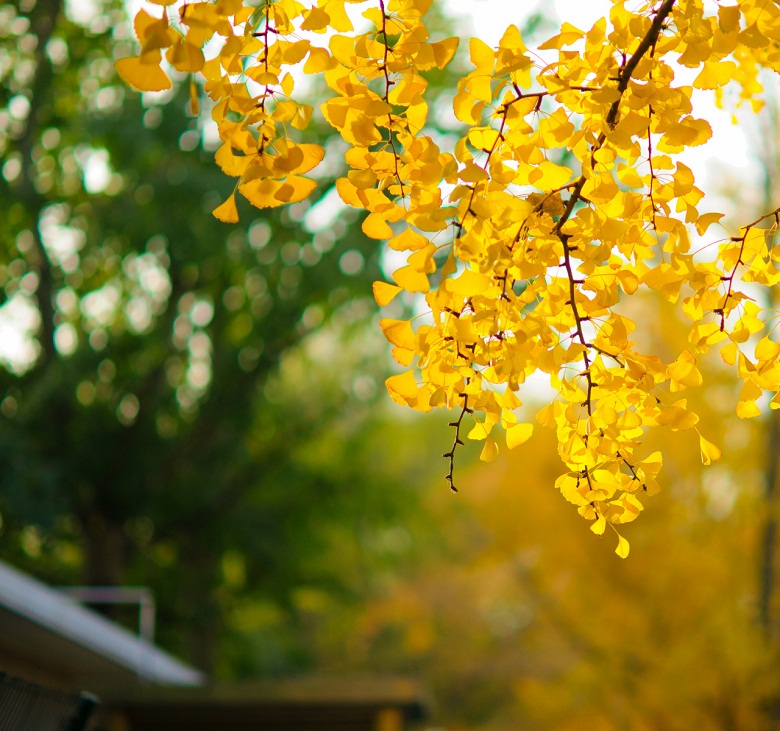 晚秋一抹耀眼金黃，唯美秋天風(fēng)景圖片！