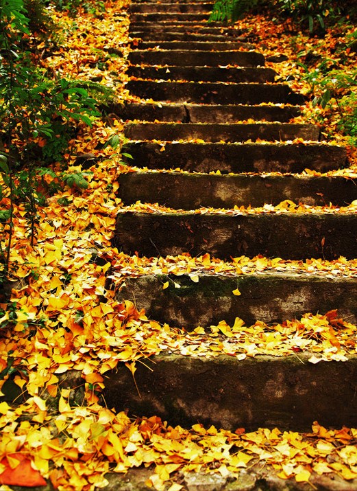 晚秋一抹耀眼金黃，唯美秋天風(fēng)景圖片！