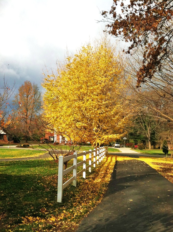 晚秋一抹耀眼金黃，唯美秋天風(fēng)景圖片！