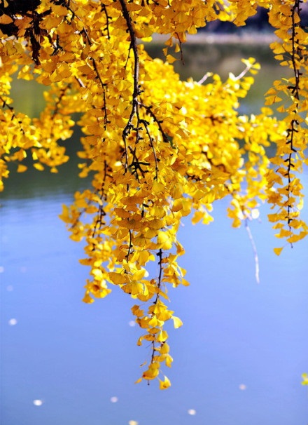 晚秋一抹耀眼金黃，唯美秋天風(fēng)景圖片！