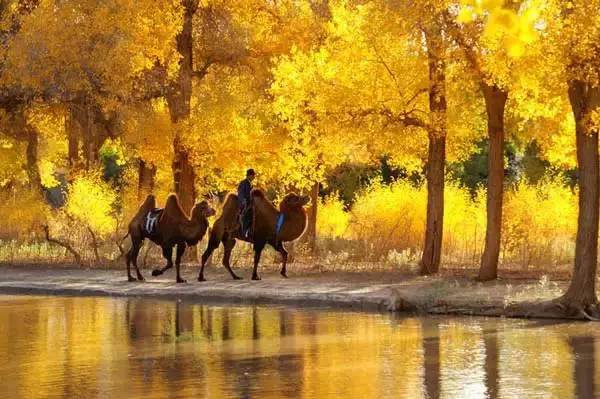 美呆了！祖國(guó)的秋色盡收眼底