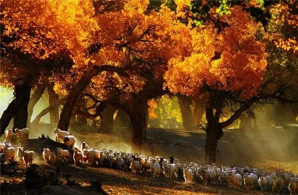 美呆了！祖國的秋色盡收眼底