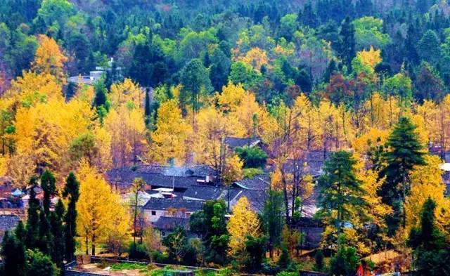 美呆了！祖國的秋色盡收眼底