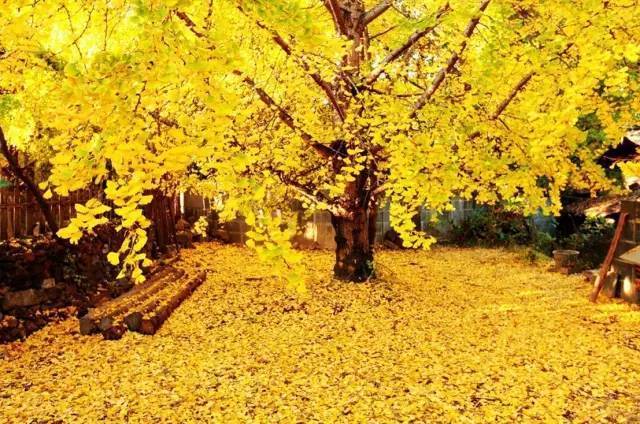 美呆了！祖國的秋色盡收眼底