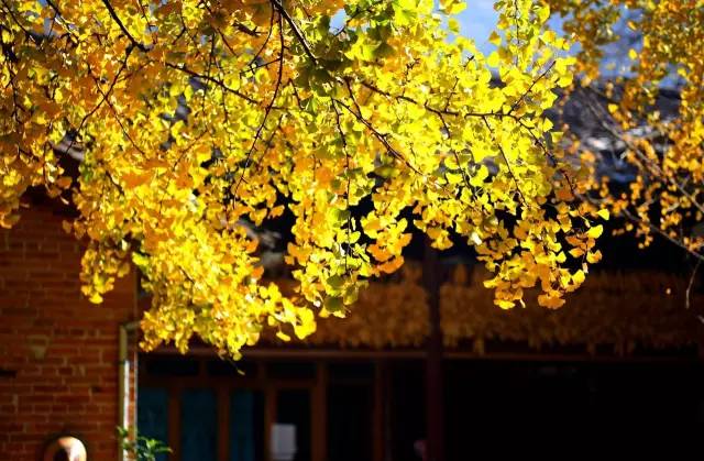 美呆了！祖國的秋色盡收眼底