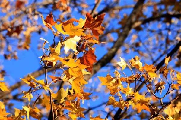 美呆了！祖國的秋色盡收眼底