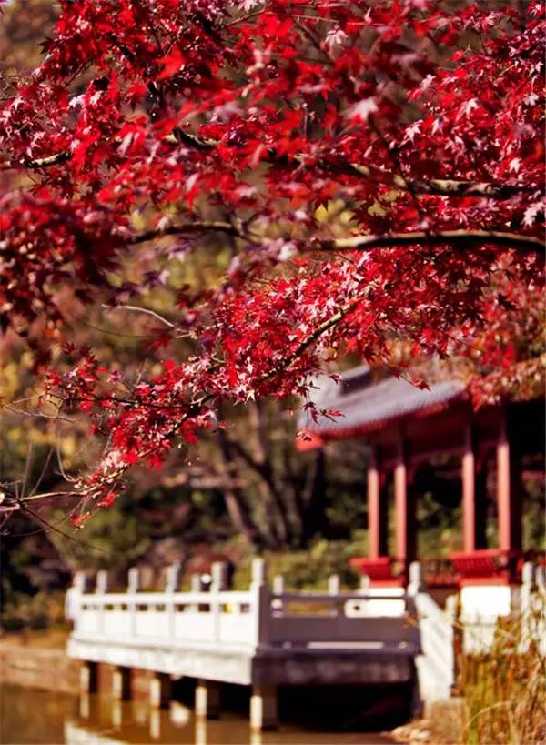 美呆了！祖國的秋色盡收眼底