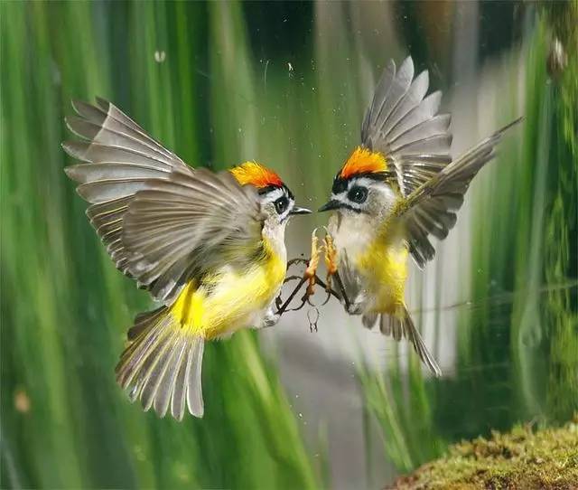 唯美風(fēng)景圖片：春天充滿生機(jī)的鳥(niǎo)語(yǔ)花香！