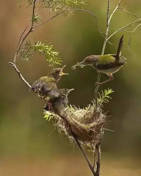唯美風(fēng)景圖片：春天充滿生機(jī)的鳥(niǎo)語(yǔ)花香！