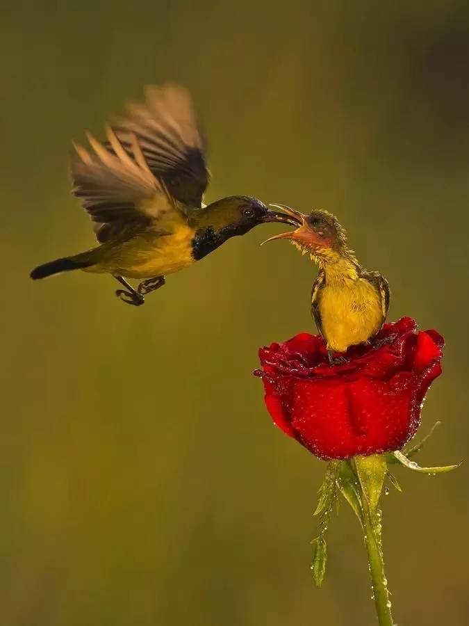 唯美風(fēng)景圖片：春天充滿生機(jī)的鳥語(yǔ)花香！