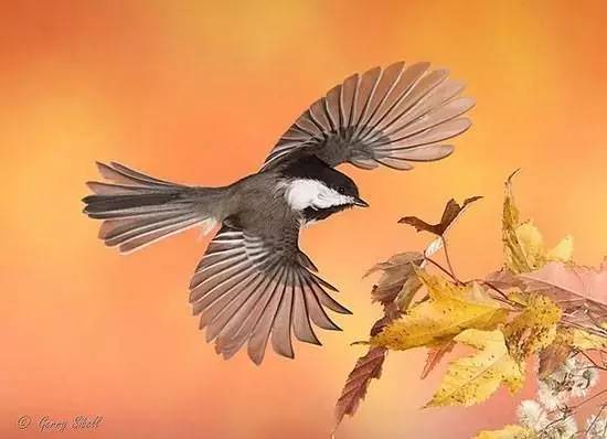 唯美風(fēng)景圖片：春天充滿生機(jī)的鳥(niǎo)語(yǔ)花香！