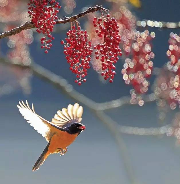 唯美風(fēng)景圖片：春天充滿生機(jī)的鳥語(yǔ)花香！