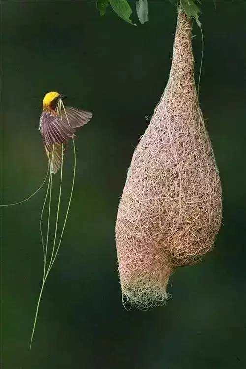 唯美風(fēng)景圖片：春天充滿生機(jī)的鳥語(yǔ)花香！