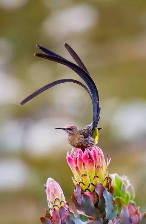 唯美風(fēng)景圖片：春天充滿生機(jī)的鳥語花香！