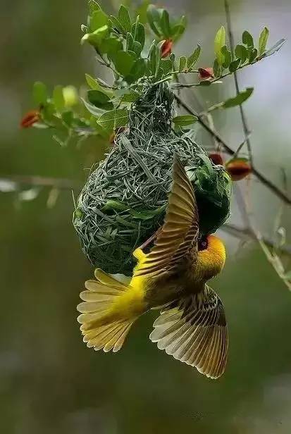 唯美風(fēng)景圖片：春天充滿生機(jī)的鳥語花香！