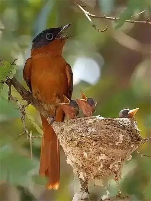 唯美風(fēng)景圖片：春天充滿生機(jī)的鳥語花香！