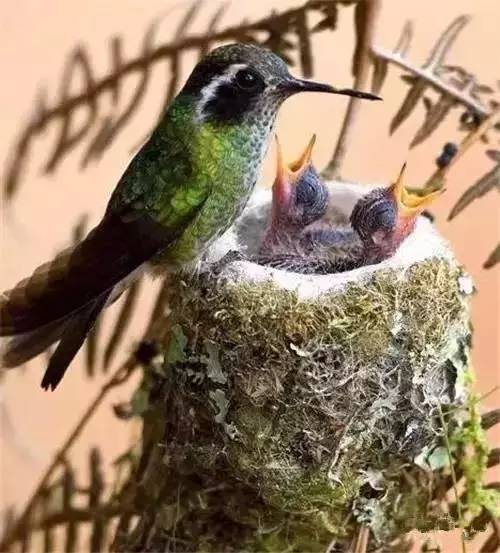 唯美風(fēng)景圖片：春天充滿生機(jī)的鳥語花香！