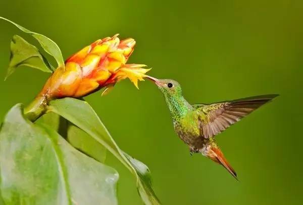 唯美風(fēng)景圖片：春天充滿生機(jī)的鳥語(yǔ)花香！