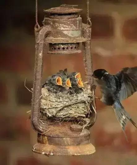 唯美風(fēng)景圖片：春天充滿(mǎn)生機(jī)的鳥(niǎo)語(yǔ)花香！