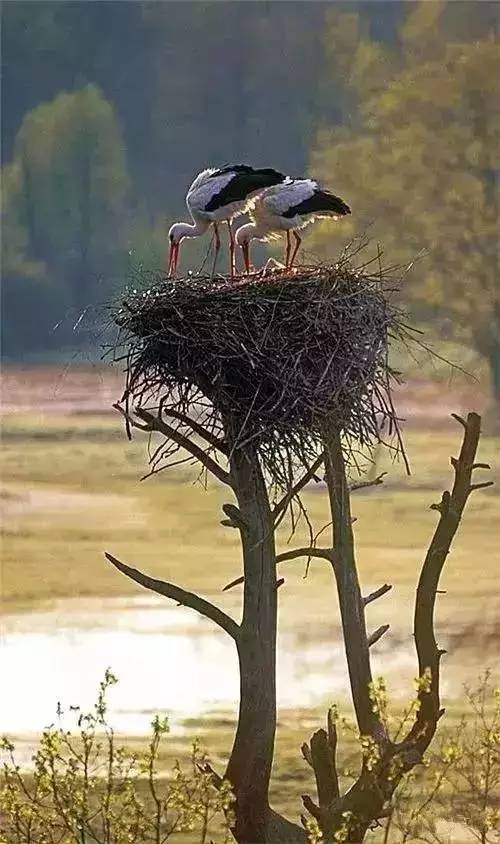 唯美風(fēng)景圖片：春天充滿(mǎn)生機(jī)的鳥(niǎo)語(yǔ)花香！