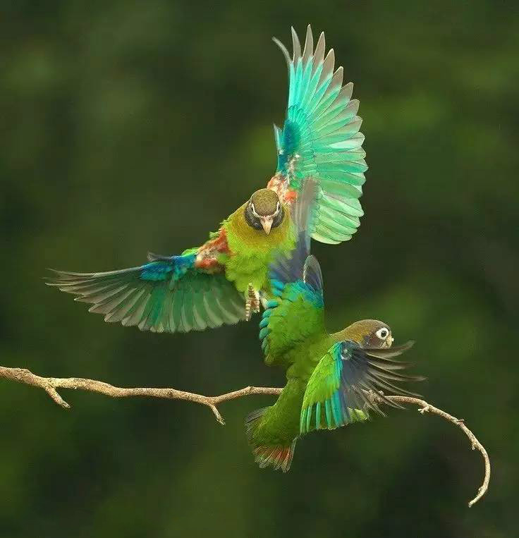 唯美風(fēng)景圖片：春天充滿生機(jī)的鳥(niǎo)語(yǔ)花香！