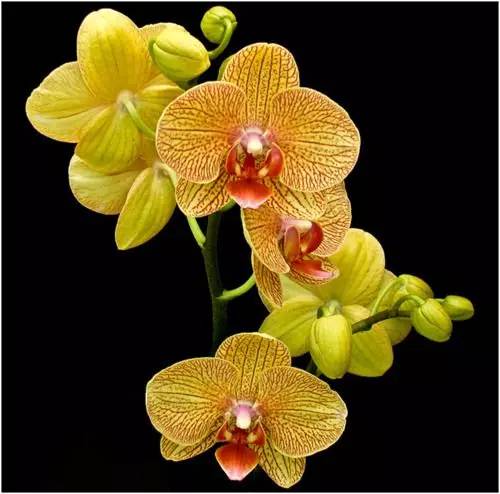 清新淡然極品蘭花風(fēng)景攝影美哉！